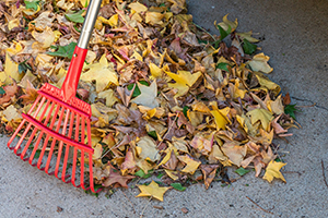 photo of rakes and leaves
